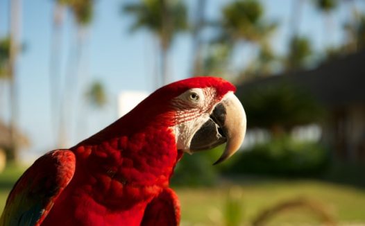 红色金刚鹦鹉图片