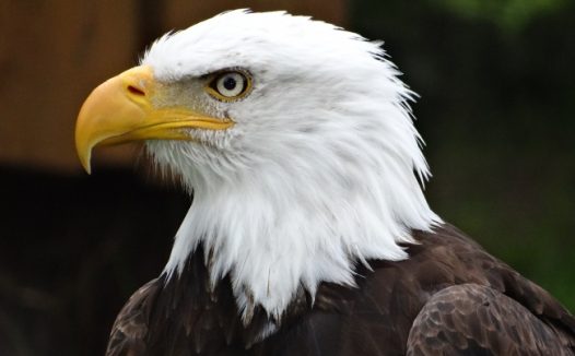 白头鹰头部图片