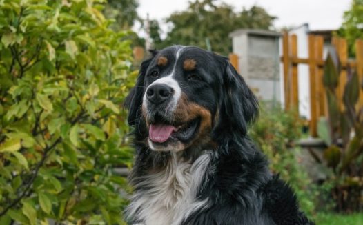 伯恩犬宠物狗图片