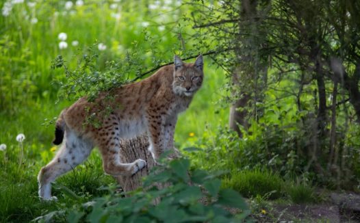 树林里的野猫图片
