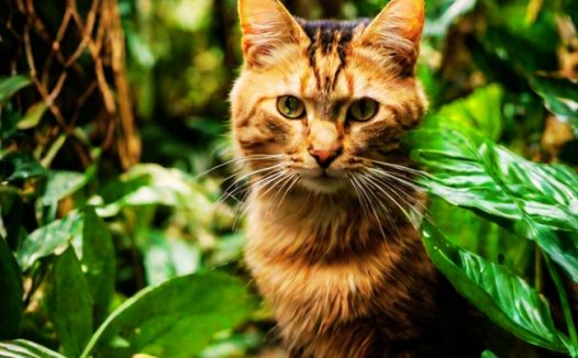 荒野树林可爱小萌猫写真图片