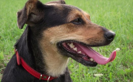 宠物狗狗肖像图片