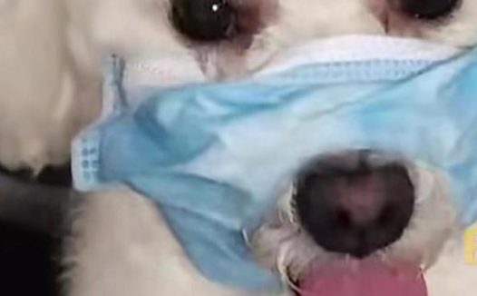 宠物狗去美容店洗澡,结果被剪掉舌尖,宠物店称:只是划伤