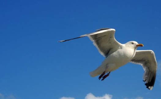 天空中飞翔的海鸥图片