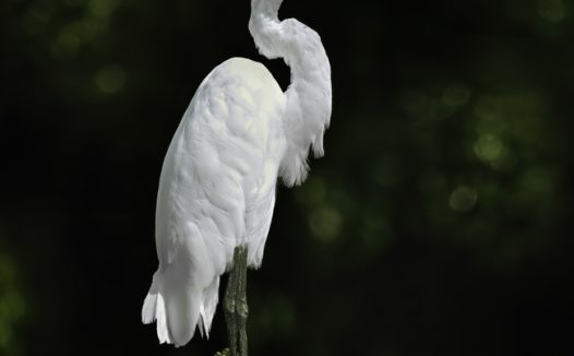 白色牛背鹭摄影图片
