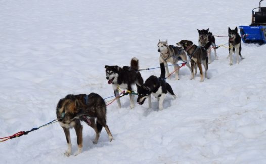 一群雪橇狗图片