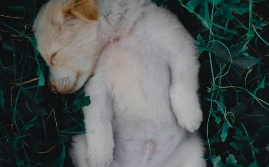 金毛小狗躺在草丛中图片