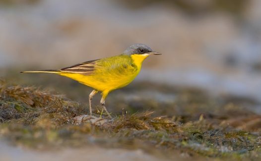 野生黄鹡鸰摄影图片