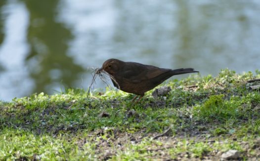 一只美丽的小鸟图片
