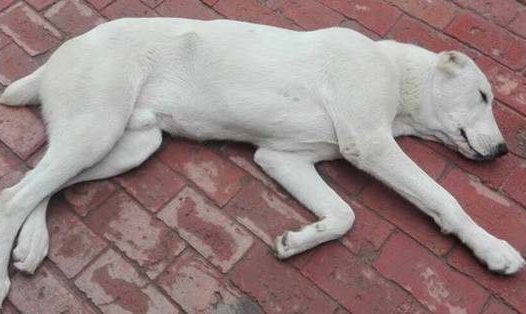 狗狗没气了已经软了怎么救