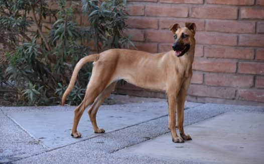 家养棕色土狗图片