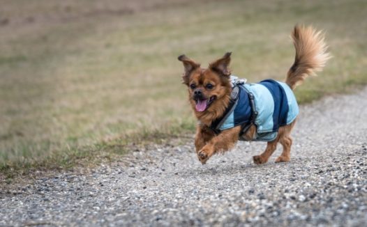 奔跑的小狗图片