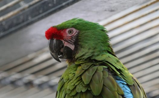 绿鹦鹉摄影图片
