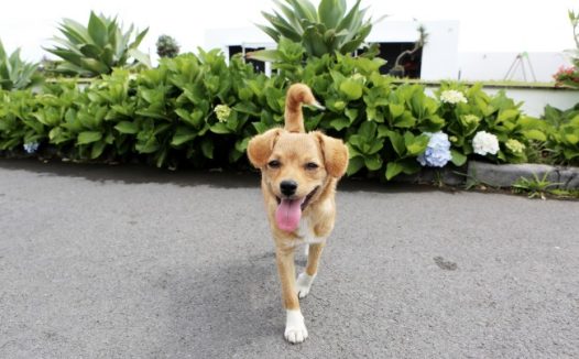 吐舌头的小狗图片