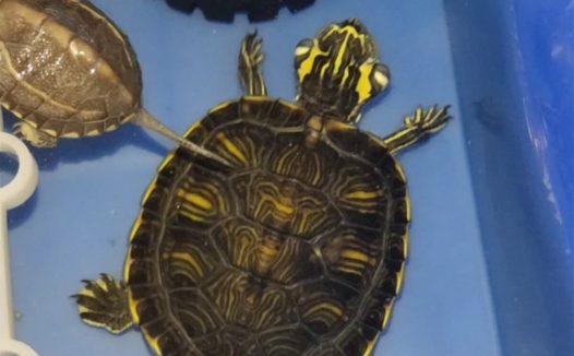 乌龟中耳炎:病因与治疗方法