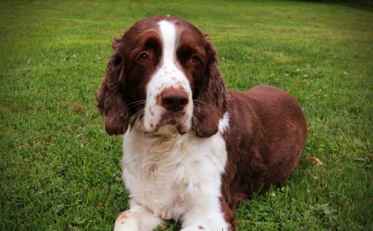 可爱史宾格犬图片