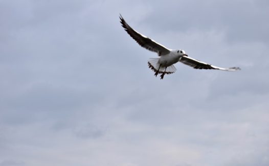 飞翔的海鸥图片