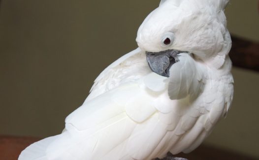 可爱白色鹦鹉图片
