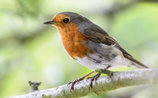 枝头小麻雀图片