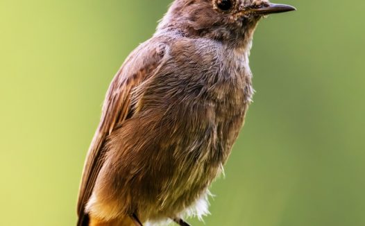 野生棕褐短翅莺摄影图片