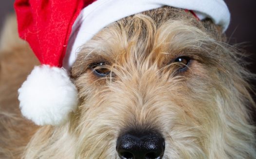 可爱圣诞节狗狗图片