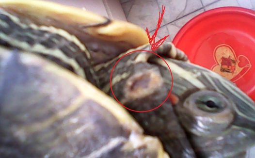 乌龟脖子被咬伤了怎么办?分享几个龟外伤常见处理办法