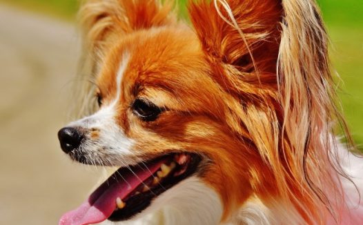 纯种蝴蝶犬图片