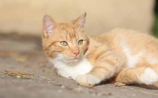 懒洋洋躺在地上的小花猫图片