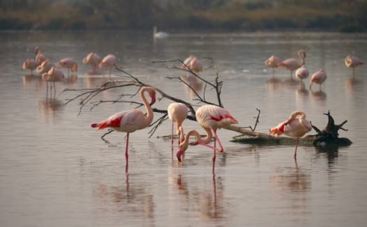 池塘火烈鸟图片