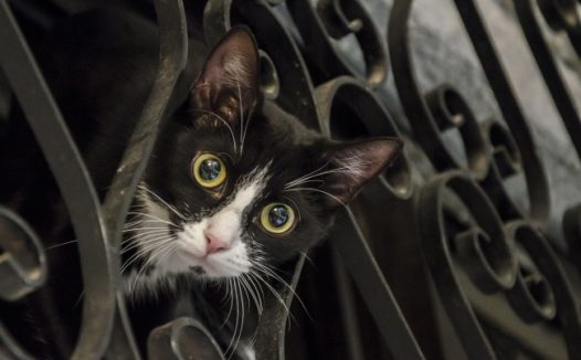 萌萌哒小黑猫图片