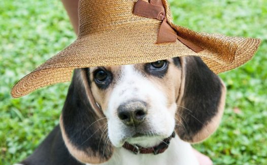 漂亮的比格犬图片