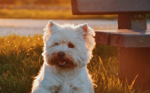 西高地白梗图片