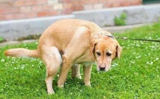 小狗拉不出屎怎么办