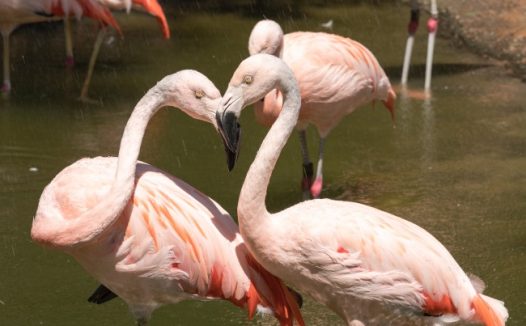 野生红色火烈鸟图片