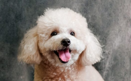 香槟色贵宾犬可爱图片