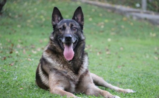 比利时牧羊犬狗狗图片