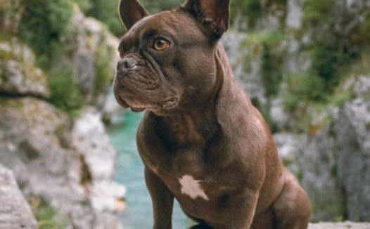 黑色小型斗牛犬图片