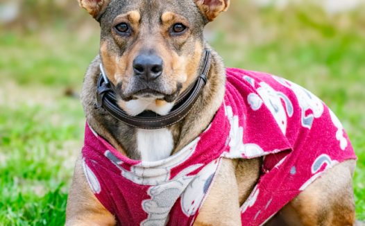 趴在草地可爱萌宠狗狗摄影图片