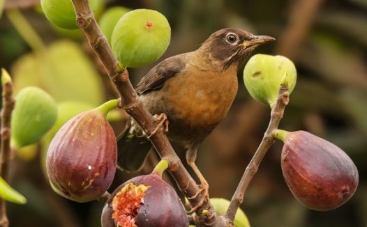 站在无花果树上的野生飞禽图片