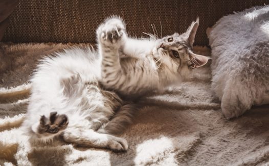 可爱小猫咪自由玩耍图片