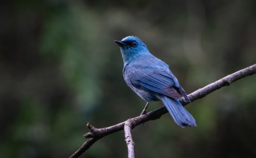 站在干树枝上的铜蓝鹟图片