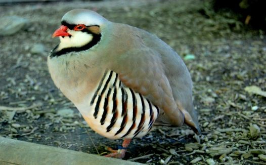 可爱毛茸小鸟图片