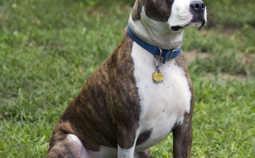 蹲坐在绿色草地上的狗狗图片