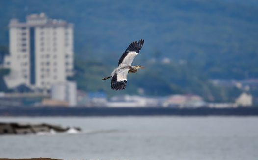 海边城市飞翔的苍鹭摄影图片