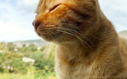 可爱呆萌喵星人图片