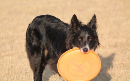 边境牧羊犬杂耍图片