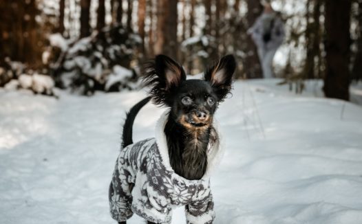 雪地里的黑色狗狗图片