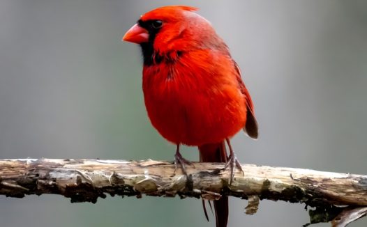 站在树枝上的红色飞禽摄影图片