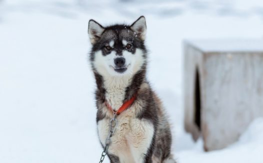 可爱哈士奇雪橇犬图片