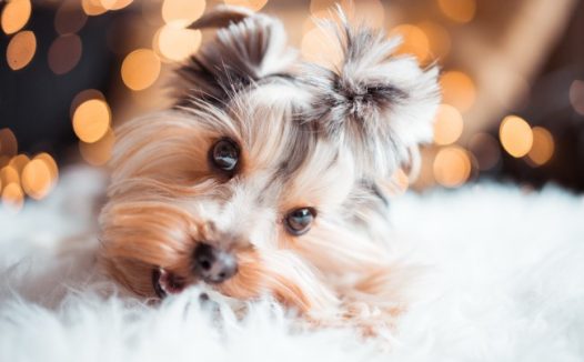 约克夏迷你狗图片